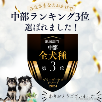 販売中の静岡県のミニチュアダックスフンド(ロングヘアード)-388736の3枚目